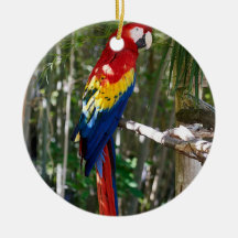 Parrot Macaw à l'écarlate