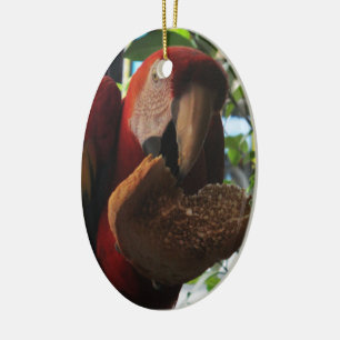 Décoration En Céramique Parrot Macaw Scarlet Manger Toast