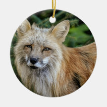 Renard sauvage