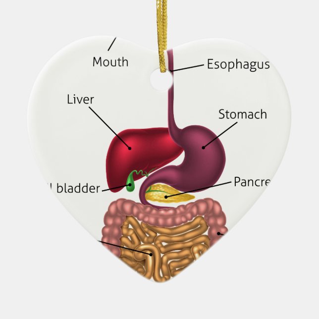 Décoration En Céramique Système humain de tube digestif (Devant)