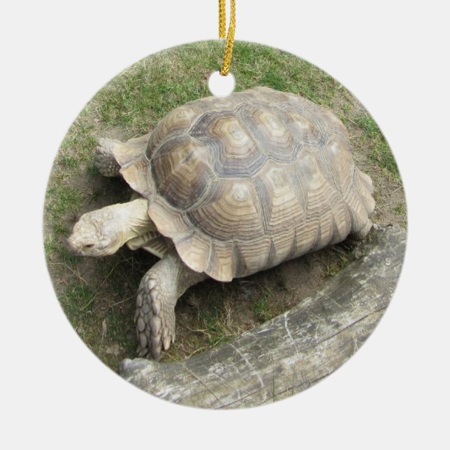 Décoration En Céramique Tortue (Devant)