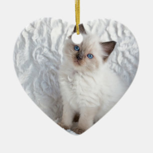 Décoration En Céramique Un jeune chat de ragdoll se reposant sur la