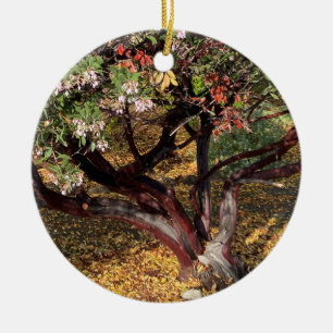 Décoration En Céramique Une Californie florissante : Manzanita