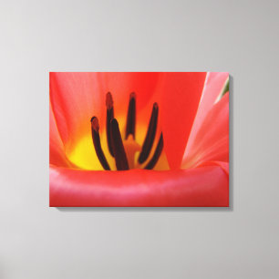 Decorative Art Red Tulip Flower Photography Canvas Print