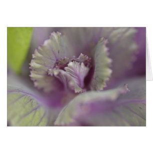 Decorative cabbage