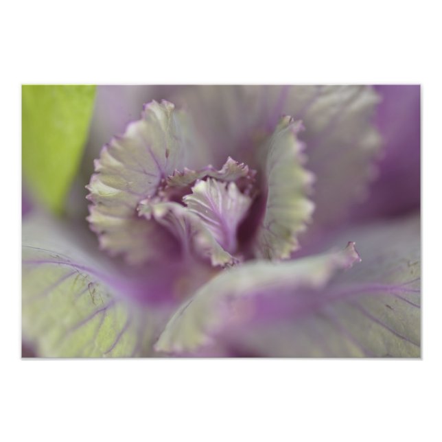 Decorative cabbage photo print (Front)