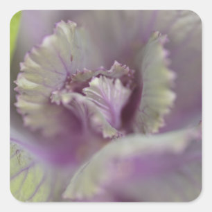 Decorative cabbage square sticker