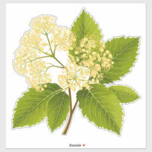 Decorative Elderflower Branch With Green Leaves