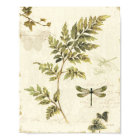 Decorative Ferns and a Dragonfly