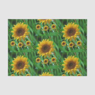 Decorative tissue paper sunflowers