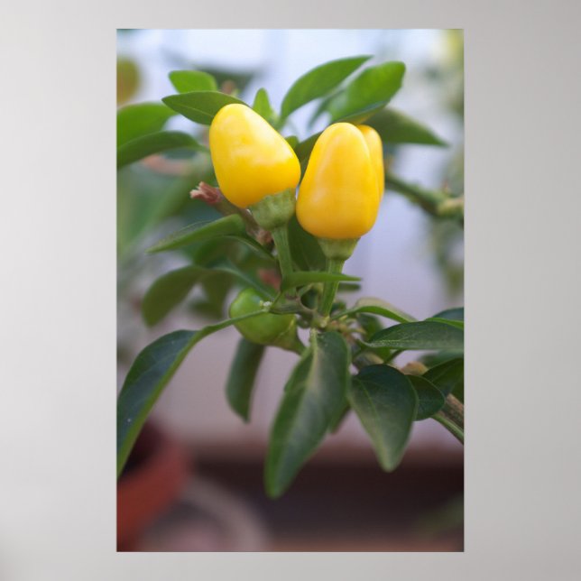 Decorative yellow pepper poster (Front)