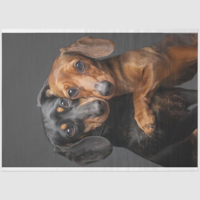 Decoupage 2 Dachshund Dogs Hugging  Tissue Paper (Front)