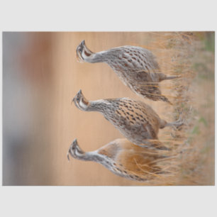 Decoupage 3 Gambel Birds In Field of Sage Grass Tissue Paper