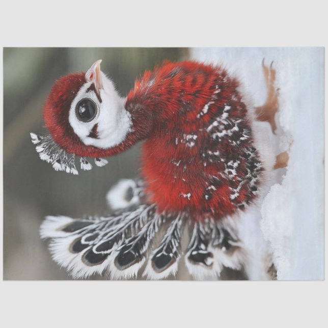 Decoupage Christmas Bird in Red and Black Feathers Tissue Paper (Front)