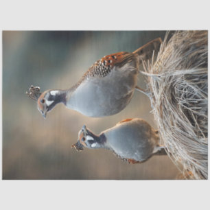 Decoupage Gamble's Quail Unique Feather Patterns Tissue Paper