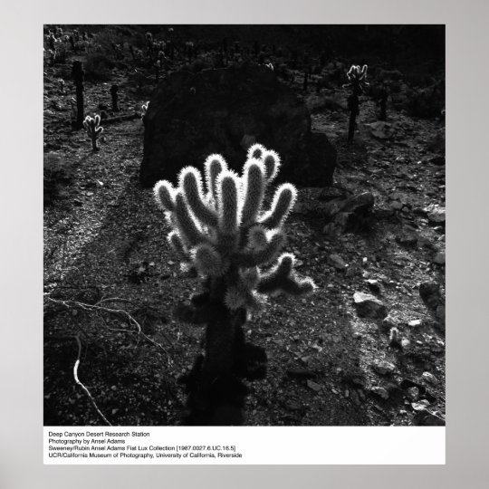 Ansel adams essay picture