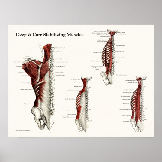 Deep & Core Stabilizing Muscles Anatomy Poster Zazzle.ca