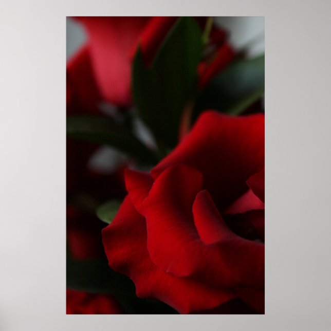 Deep, Dark Red Roses Poster (Front)