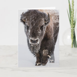 "Deep Freeze"  Holiday Card