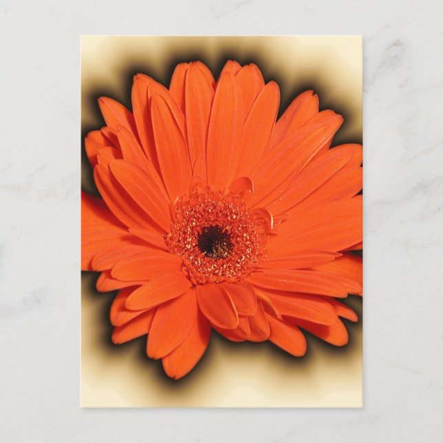 Deep Gerbera Postcard (Front)