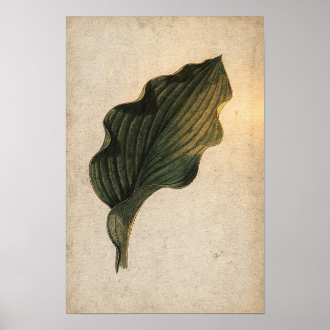 Deep Green Hosta Leaf Botanical Poster (Front)