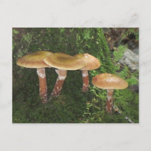 Deep In The Woods Mushroom Postcard