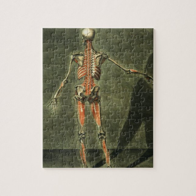 Deep Muscular System of the Back of the Body, plat Jigsaw Puzzle (Vertical)
