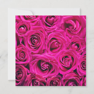 Deep Pink Blooming Roses Card