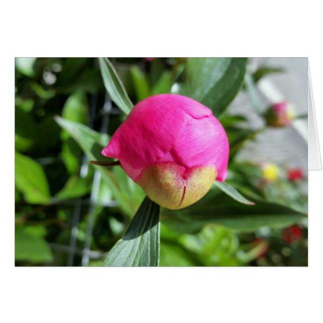 deep pink bud (Front Horizontal)