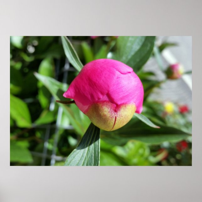 deep pink bud poster (Front)