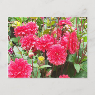 Deep Pink Dahlias Postcard