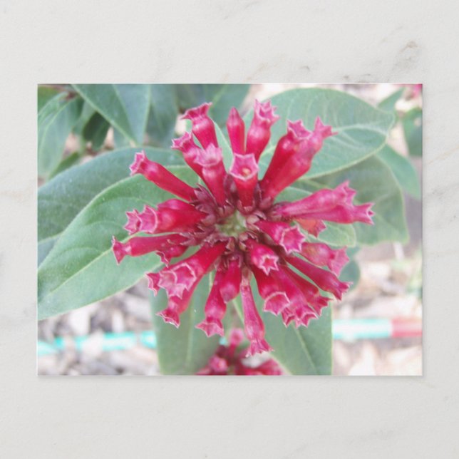 Deep pink flower postcard (Front)