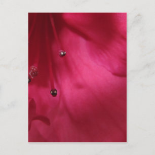 Deep Pink Hibiscus Postcard (vertical)