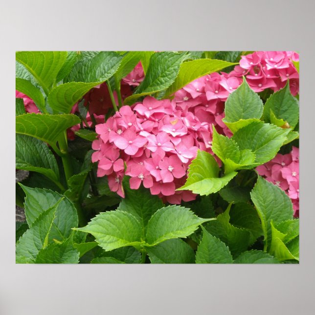 Deep Pink Hydrangea Blooms Poster (Front)