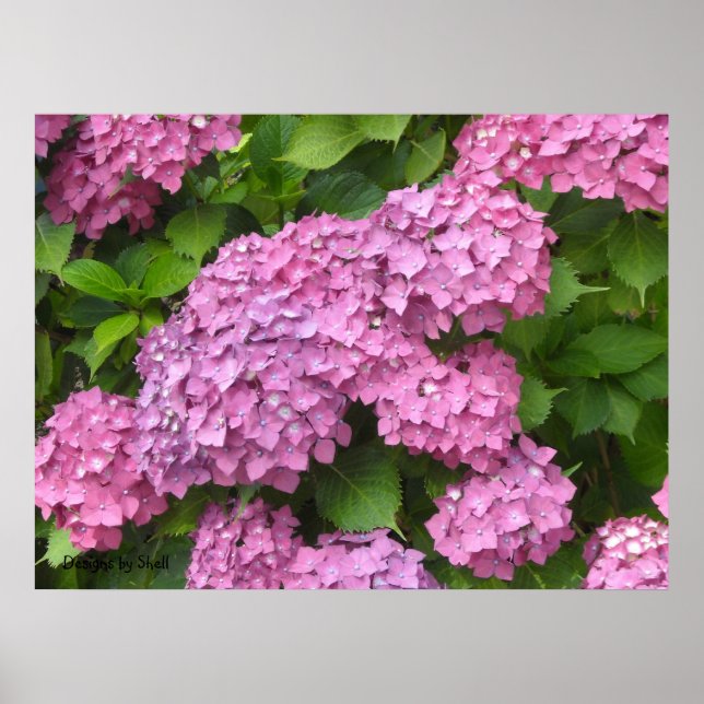 Deep Pink Hydrangeas Poster (Front)