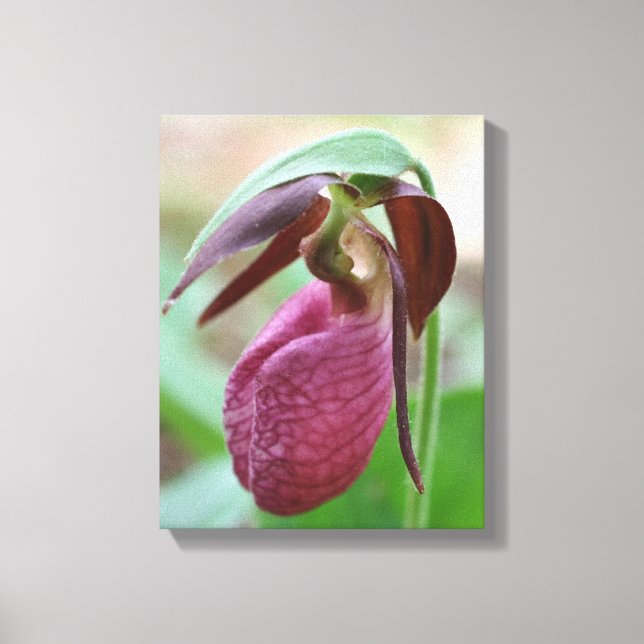 Deep Pink Lady Slipper Orchid Flower  Canvas Print (Front)