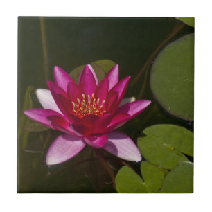 DEEP PINK LOTUS BLOSSOM AND LILY PADS IN POND TILE