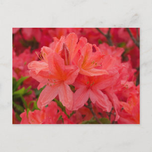 Deep Pink Rhododendron Flowers Postcard