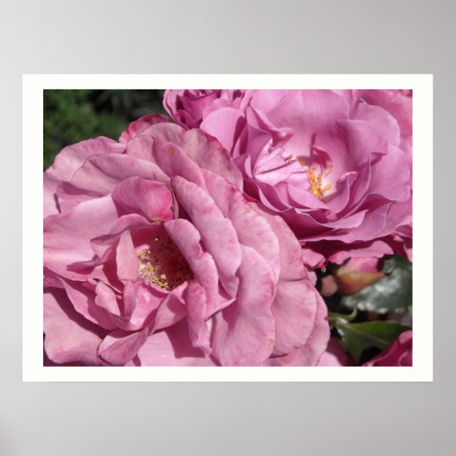 Deep Pink Roses Poster (Front)