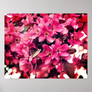 Deep Pink Spring Crabapple Flower Blossoms  Poster