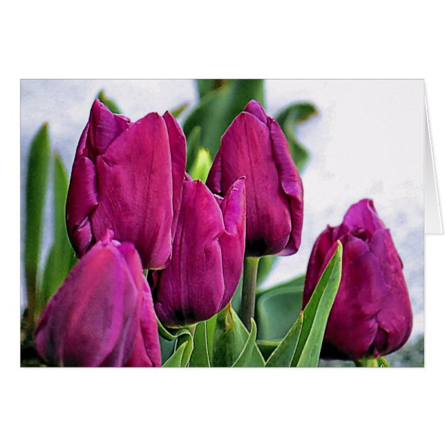 Deep Pink Tulips (Front Horizontal)