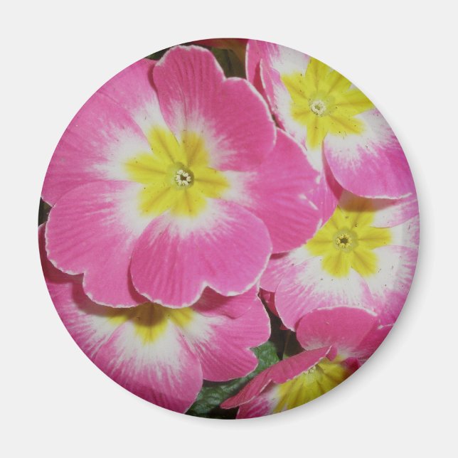 Deep Pink Yellow Primrose Magnet (Front)