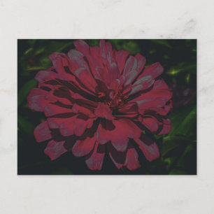 Deep Pink Zinnia in Full Bloom Postcard