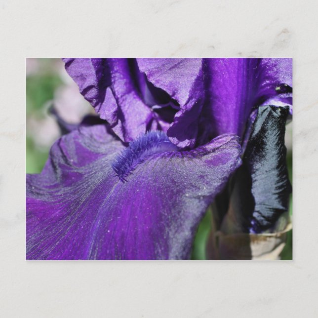 Deep Purple Bearded Iris Flower Petal Postcard (Front)