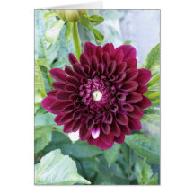 Deep Purple Dahlia Flower Blank Card