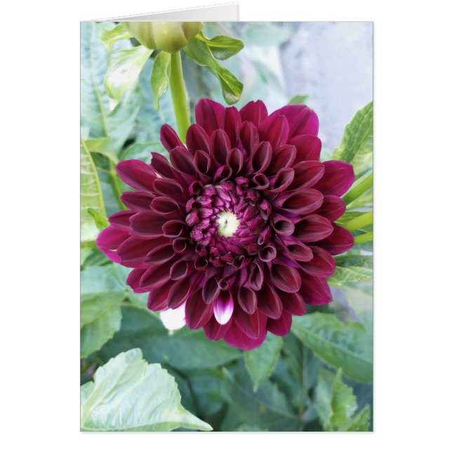 Deep Purple Dahlia Flower Blank Card (Front)