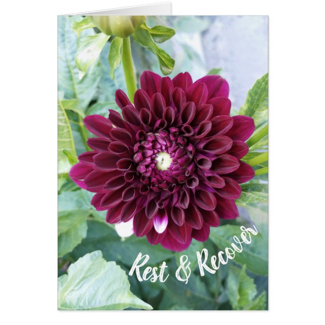 Deep Purple Dahlia Flower Rest and Recover Card (Front)