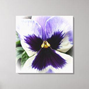deep purple on white pansy canvas print