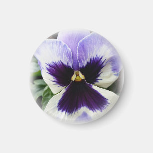 deep purple on white pansy magnet