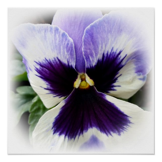 deep purple on white pansy poster (Front)